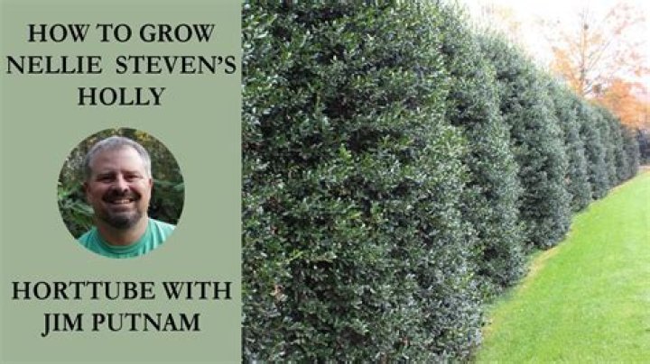 How fast does Nellie Stevens holly grow