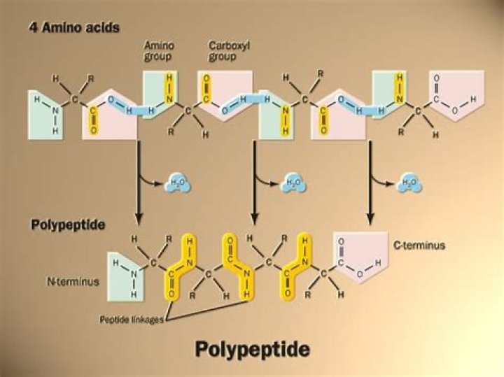How is a polypeptide formed