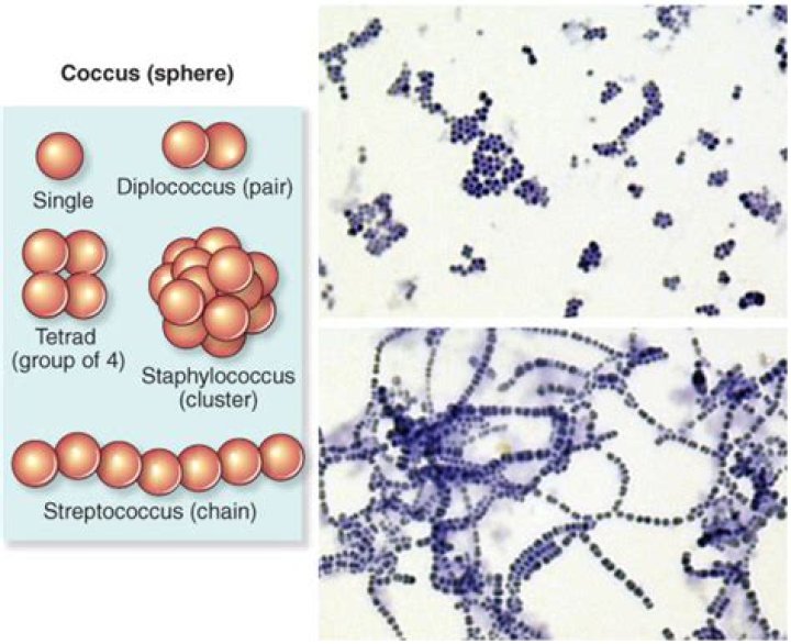 How is Diplococci spread