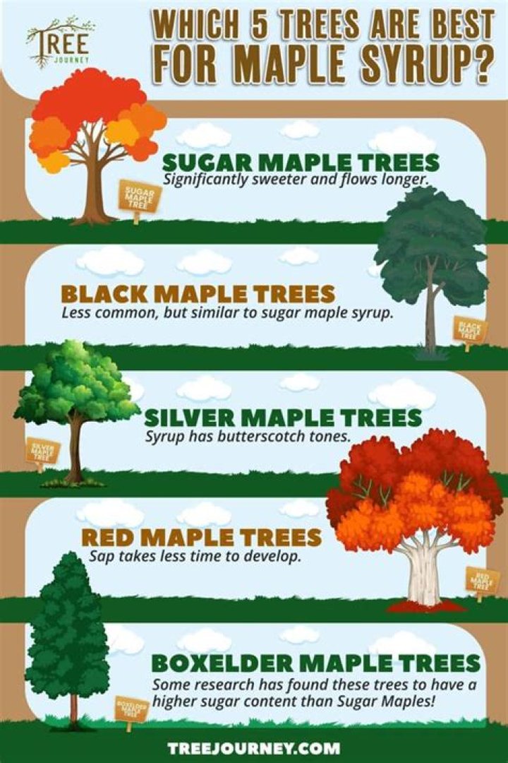 How long can you leave a tap in a maple tree