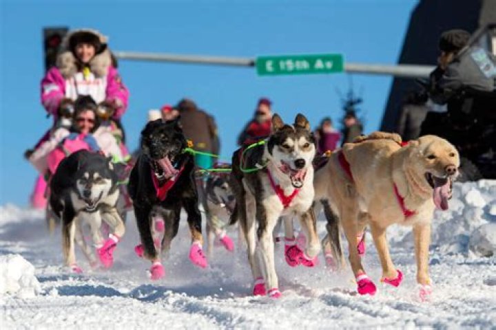 How long does a sled dog live