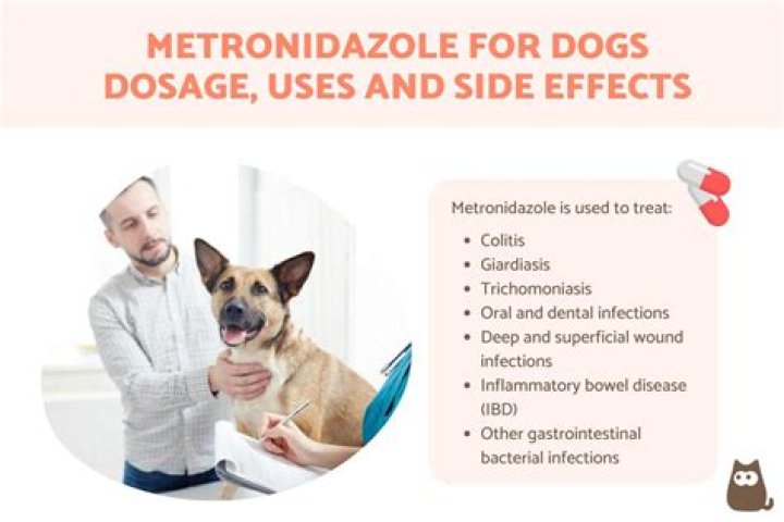 How long does metronidazole for dogs take to work