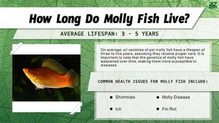 How long does molly fish last