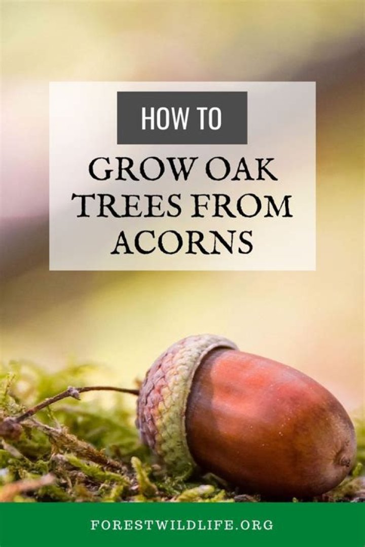 How long till oak trees produce acorns