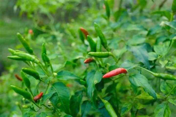 How long will a chilli plant live