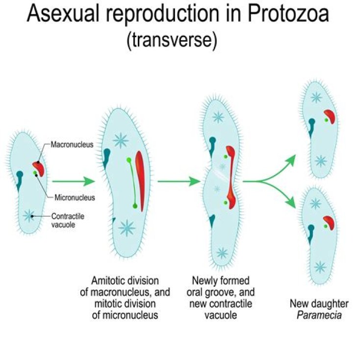 How many parents does a cell that reproduces by asexual reproduction have