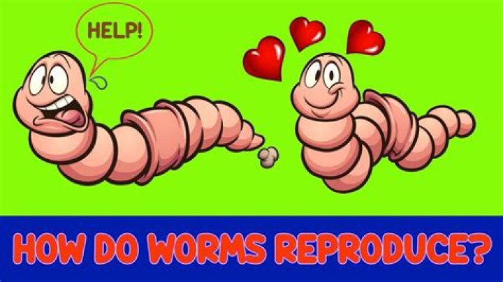 How much do worms reproduce