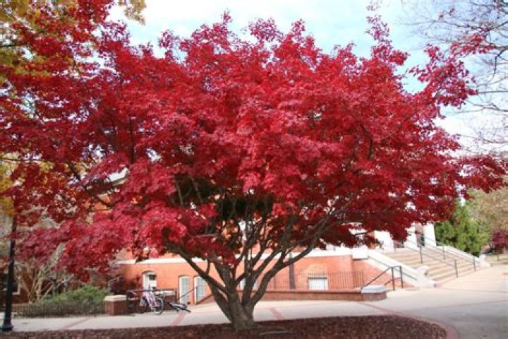 How much is a full grown Japanese maple worth