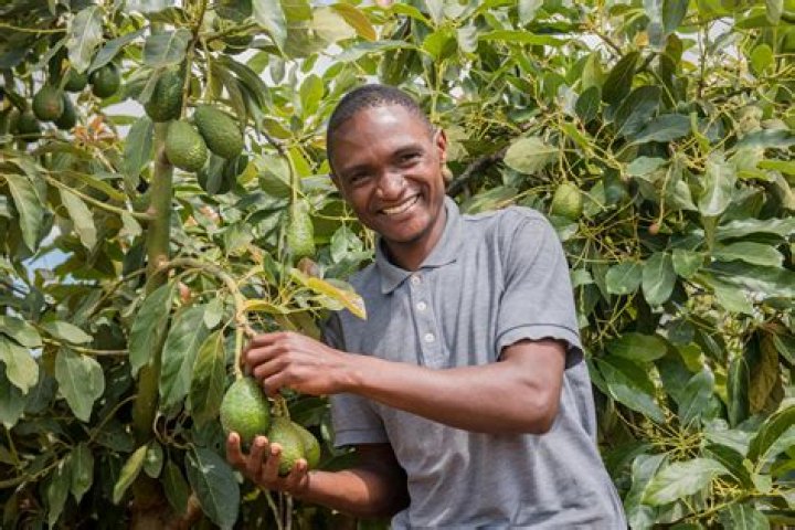How much money do avocado farmers make Australia
