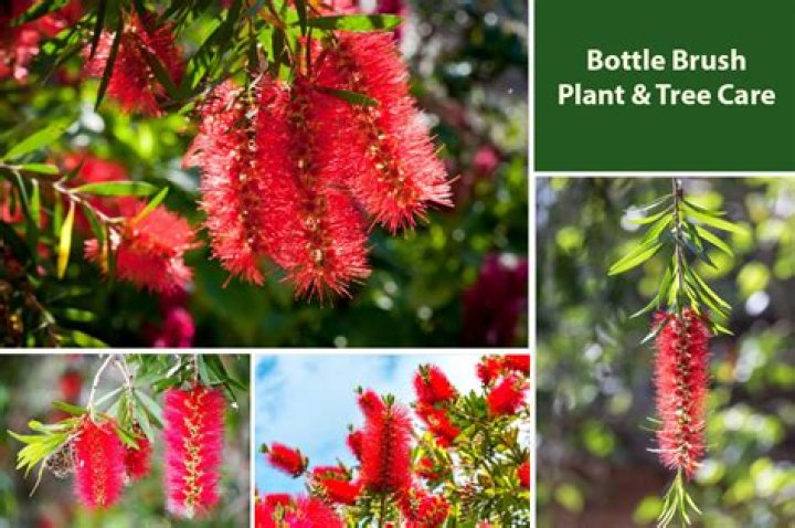 How much sun does a bottle brush plant need