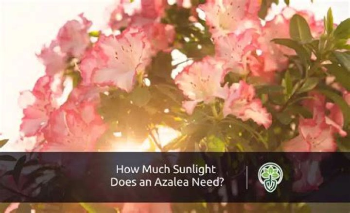 How much sunlight does a mango tree need