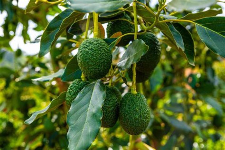 How often should you water a young avocado tree
