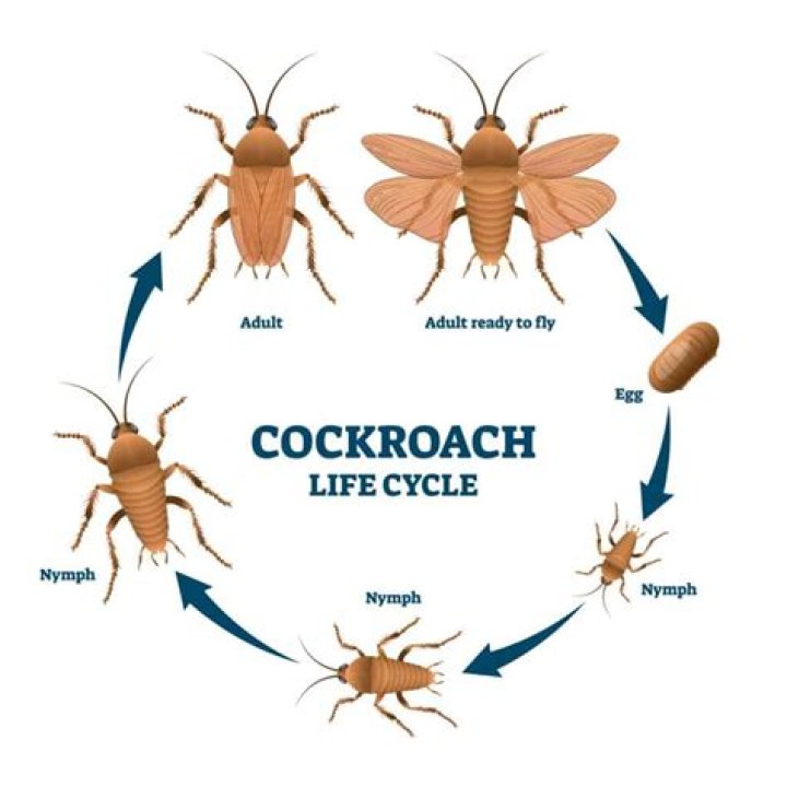 How old is the cockroach