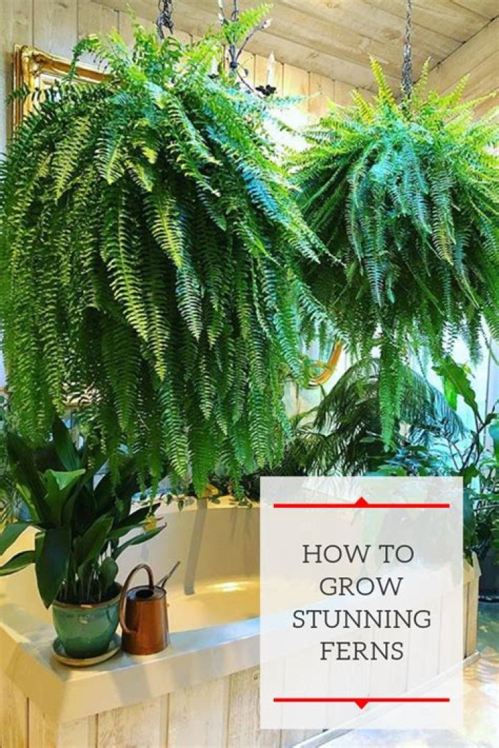 How tall do ferns grow