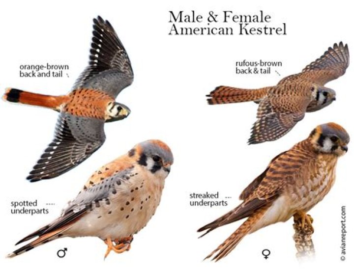 How tall is a kestrel