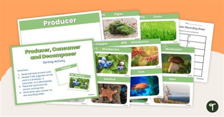 Is algae a producer or Decomposer