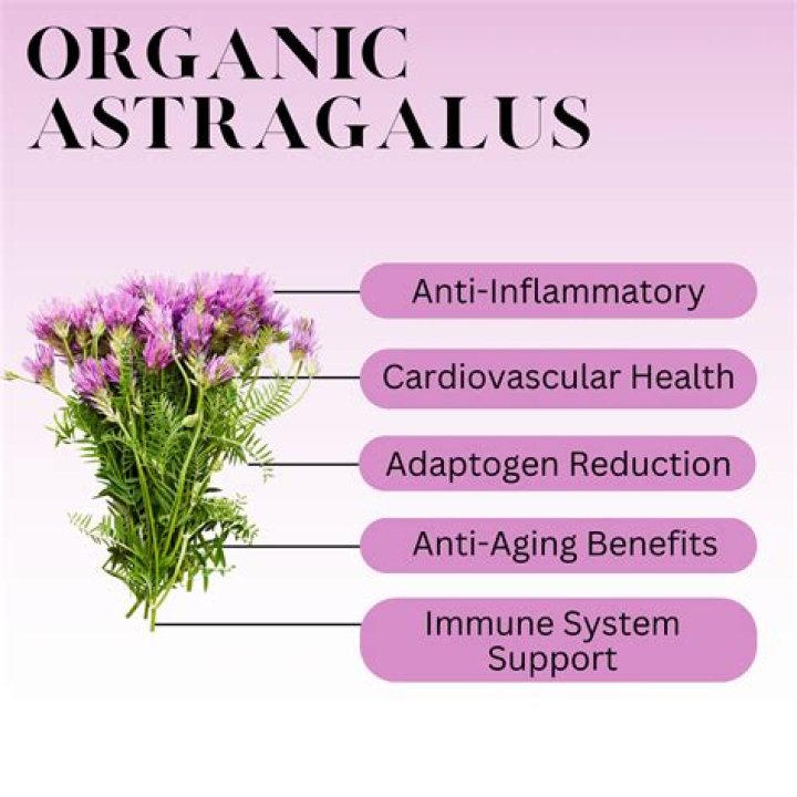 Is Astragalus good for immune system
