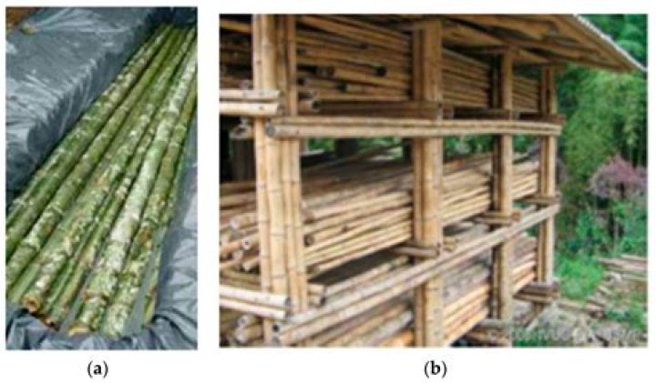 Is bamboo a reed