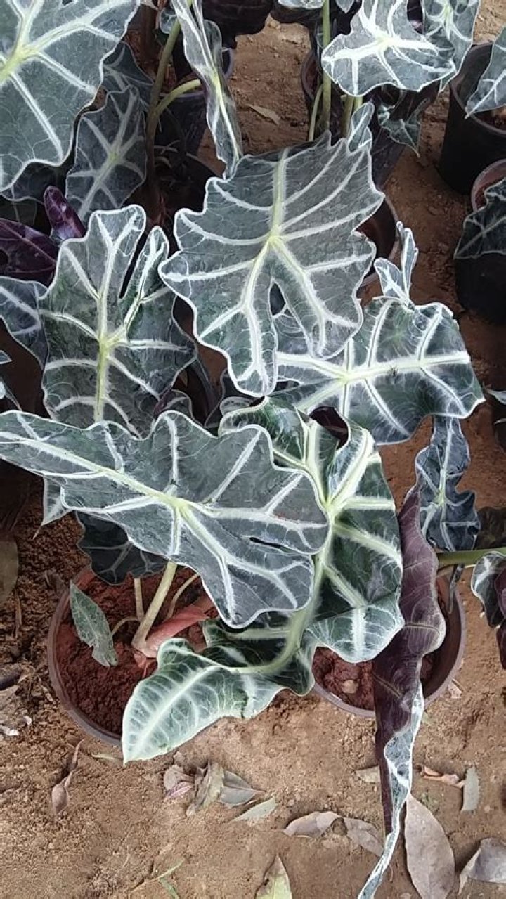 Is elephant ear plant poisonous to dogs