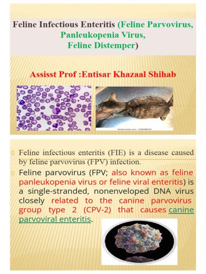 Is feline infectious enteritis zoonotic