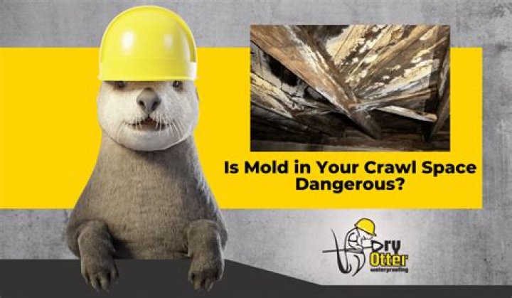 Is mold in your crawl space dangerous