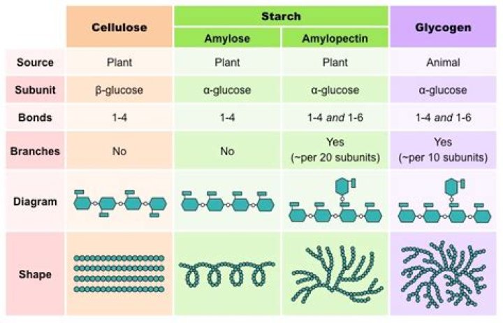 Is raffinose a polysaccharide