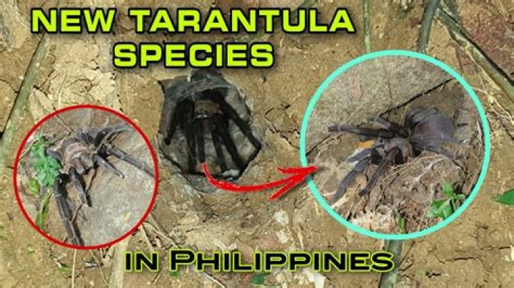 Is tarantula illegal in Philippines