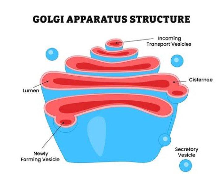 Is the Golgi acidic
