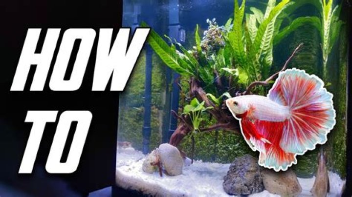Should you put gravel in a betta tank