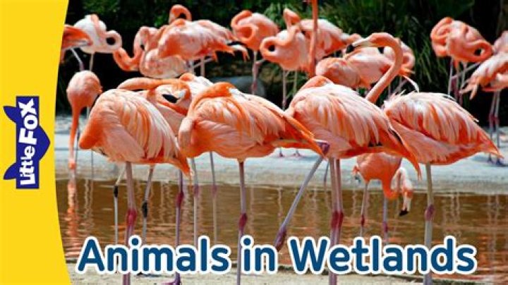 What animals live in the coastal wetlands