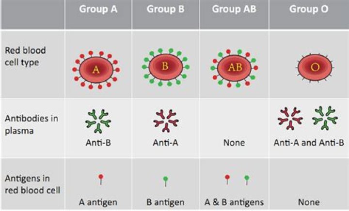 What are anti Rh antibodies