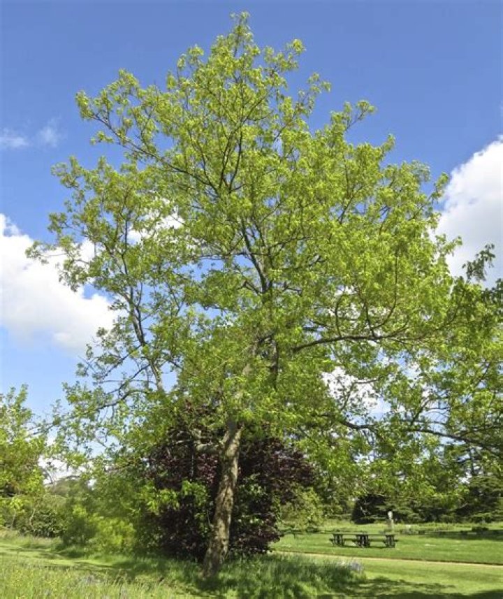 What are box elder trees good for