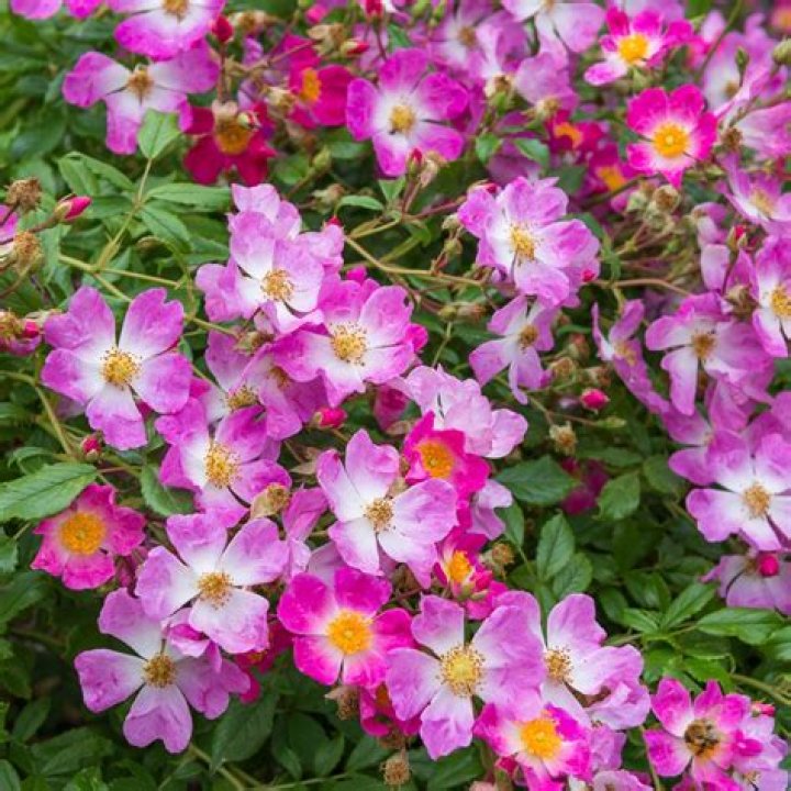 What are Carpet roses