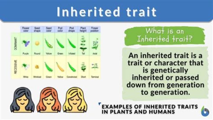 What are inherited traits examples
