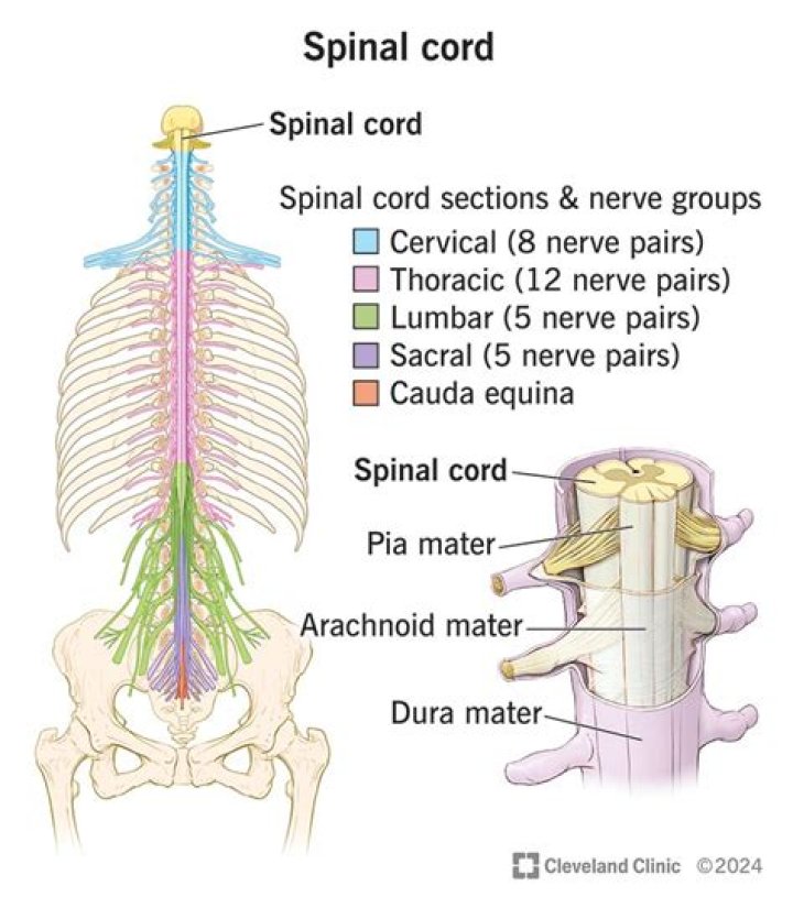What are lamina in spinal cord