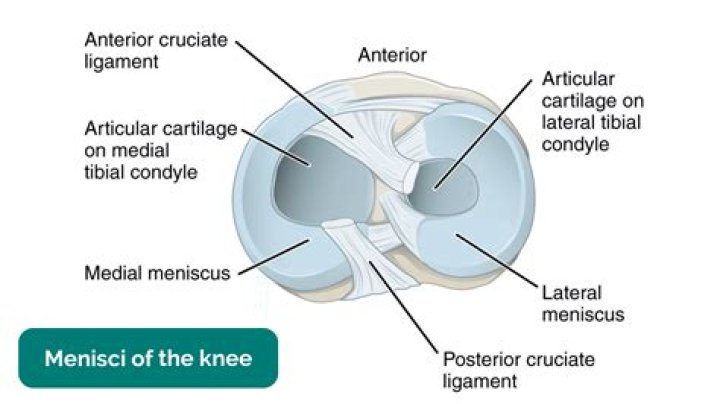 What are menisci articular discs