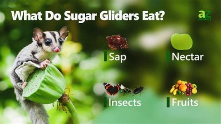 What are sugar gliders related to