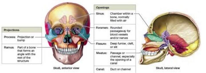 What are the bone markings of the skull