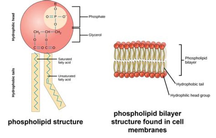 What are the components of a phospholipid molecule quizlet