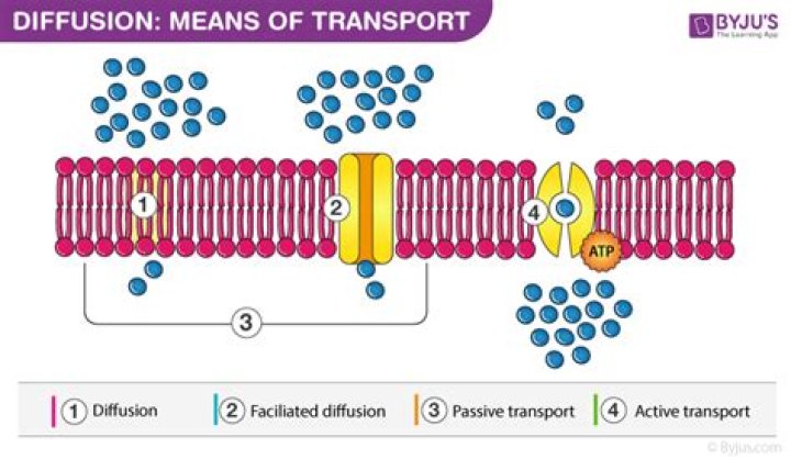 What are the different transport mechanisms