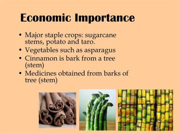 What are the economic importance of STEM