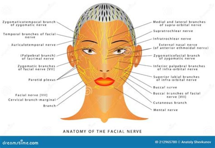 What are the facial nerves