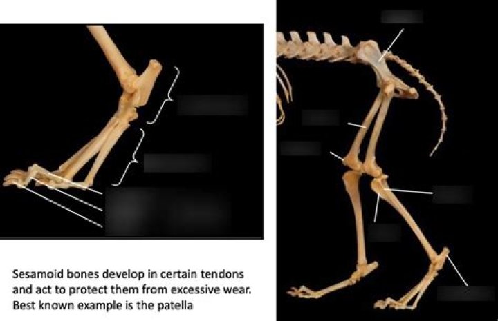 What are the four bones in the hindlimb of the rat
