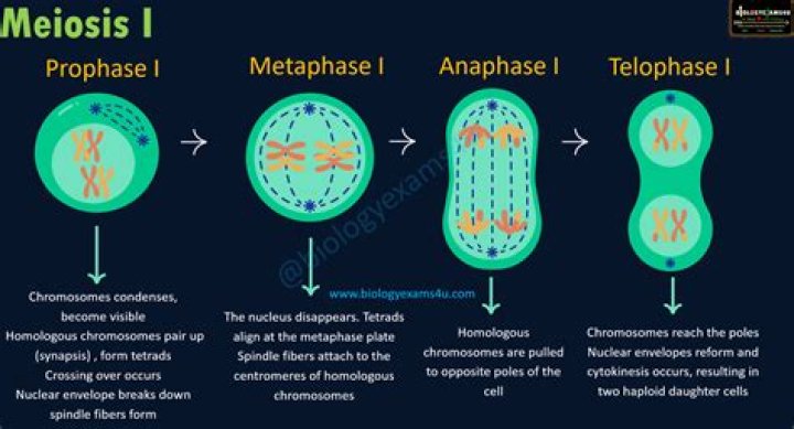 What are the three goals of meiosis
