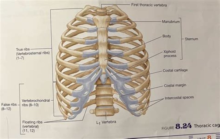 What are two functions of the thoracic cage
