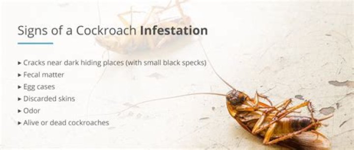What causes cockroach infestation