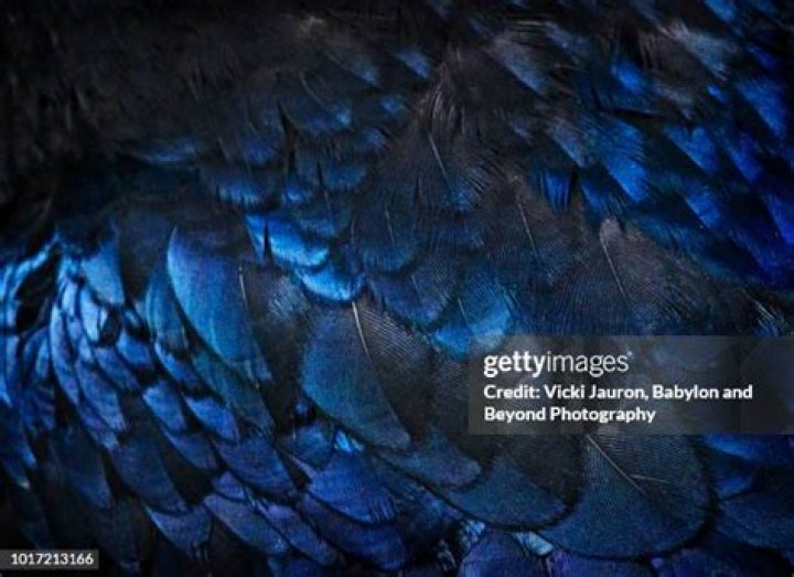 What color are raven feathers