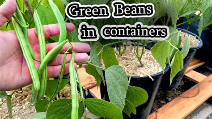 What Colour should broad beans be