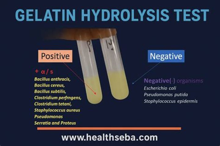 What constitutes a positive test for gelatin hydrolysis