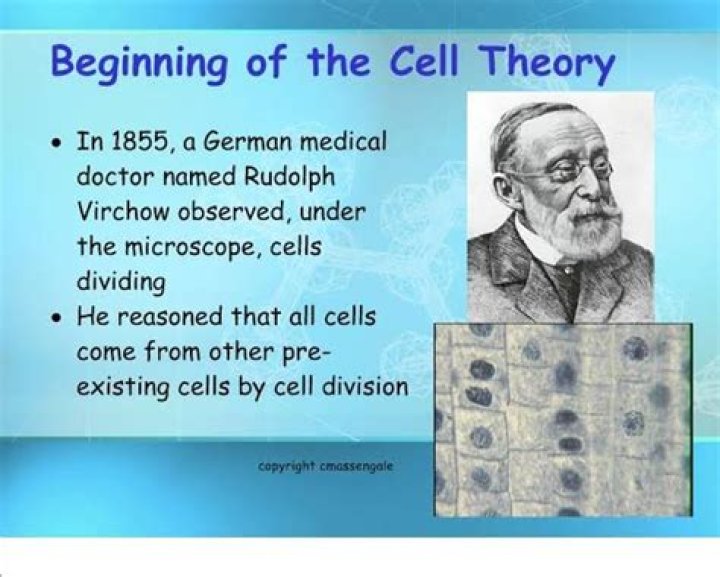 What did Rudolf Virchow do for the cell theory